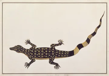 Guana, Bie awa Tana, från Drawings of Animals, Insects and Reptiles from Malacca, c.1805-18 (wc och gouache på papper)